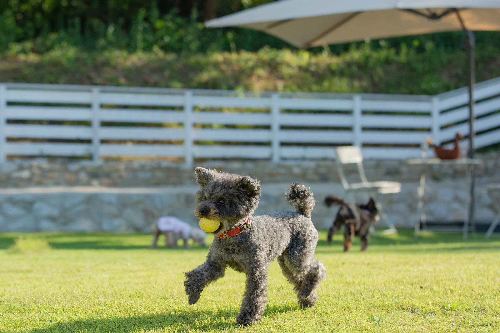 ドッグランでボールをくわえて走る犬