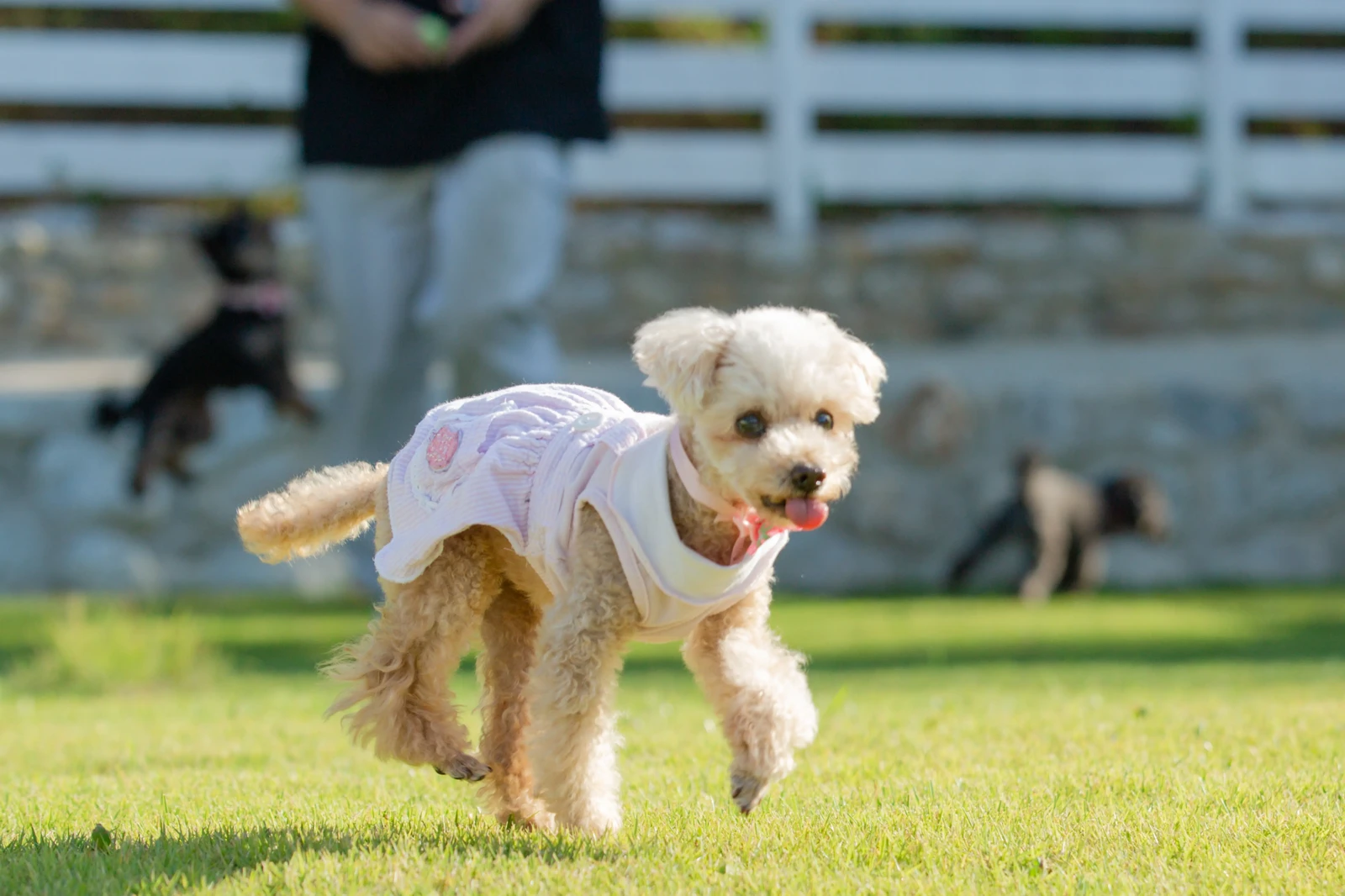 ドッグランを駆ける服を着た犬